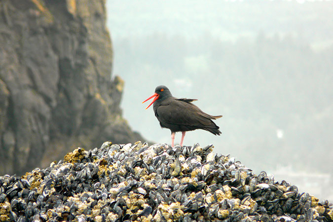 Oyster Catcher, Cannon Beach